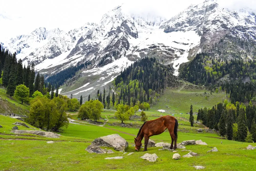 "Kashmir Tourism: A Comprehensive Guide to the Best Places to Visit"